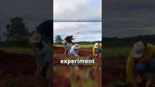 NEJVĚTŠÍ MRAVENIŠTĚ NA SVĚTĚ