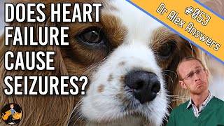 A Dog with Heart Failure and Seizures - Is There a Link? - Dog Health Vet Advice