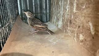 Download Lagu BONGKAR BRANJANG LOKAL PARVING SPEK RIWIKAN JANTAN !!  MP3