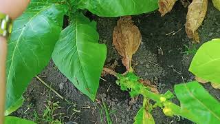 : Little Dutch tobacco