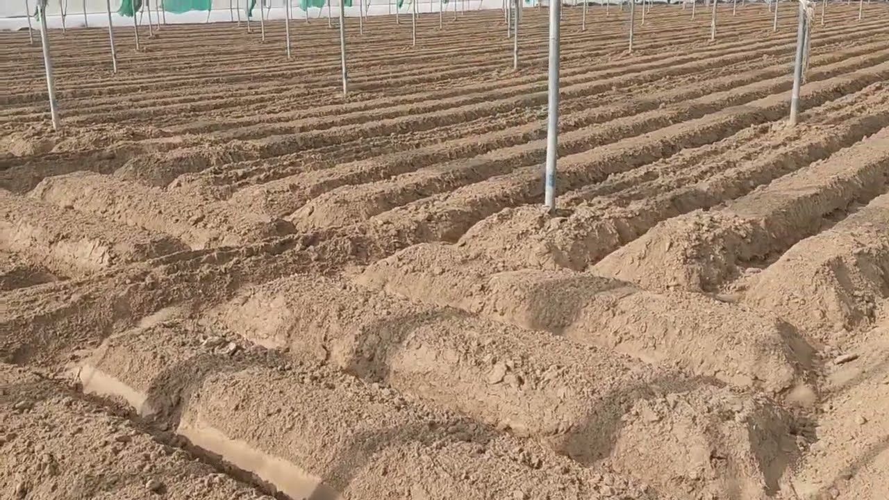 net house mein Muli ki Bijai ‌