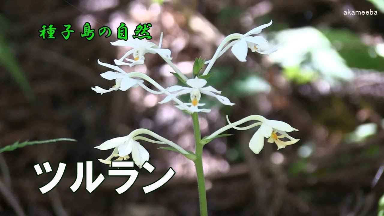ツルラン 夏に花茎の上部に総状花序をつけ白い花を咲かせた2021年開花