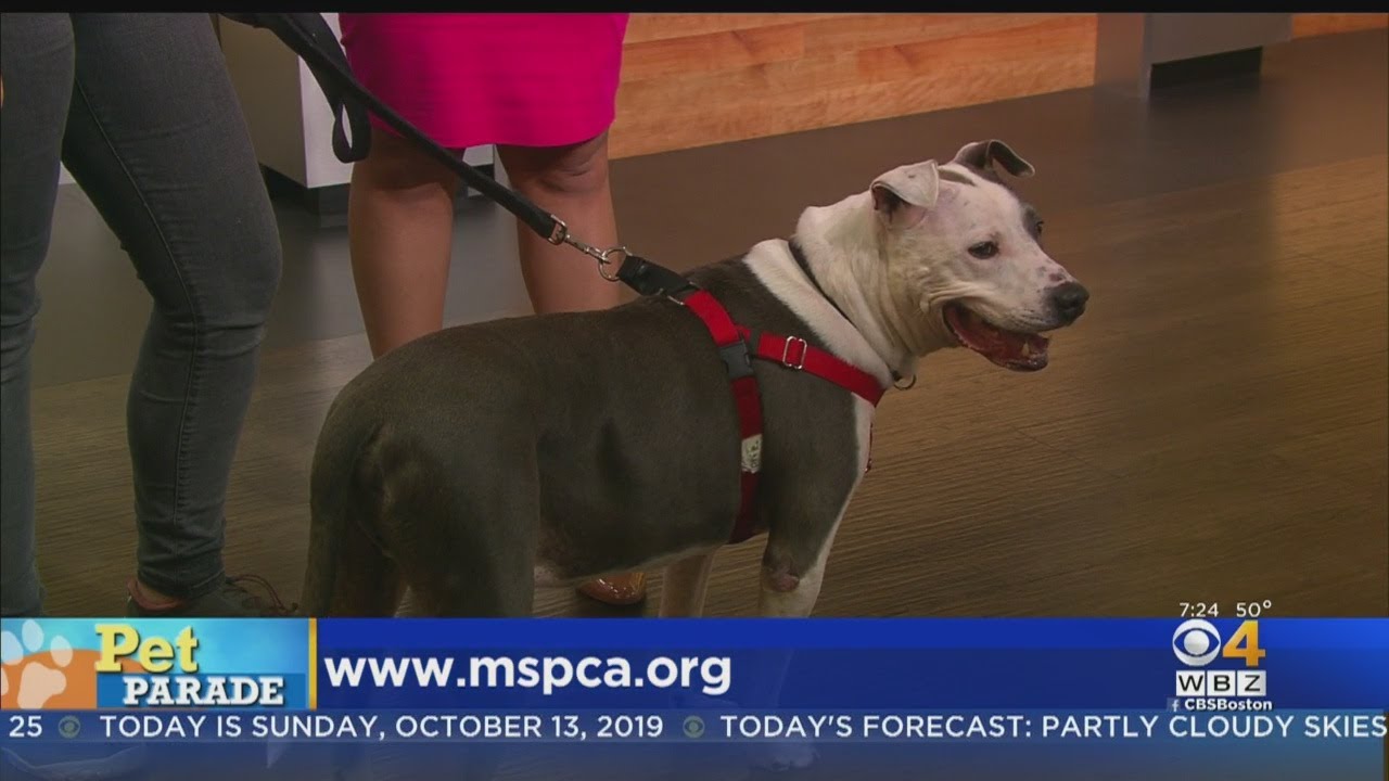 Pet Parade: MSPCA's Cape Cod Adoption Center