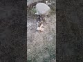 pussy cat playing with toy cat  billi रानी का खेला