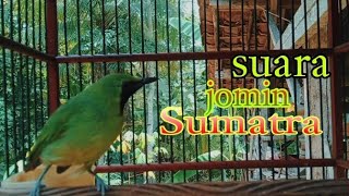 cucak ijo mini Sumatra suara ngotot