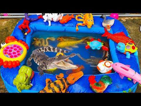 Video Thỏ Vlog Đi Mò Cua, Bắt Ốc, Vịt Con, Mang Về Nhà Thả... - youtube