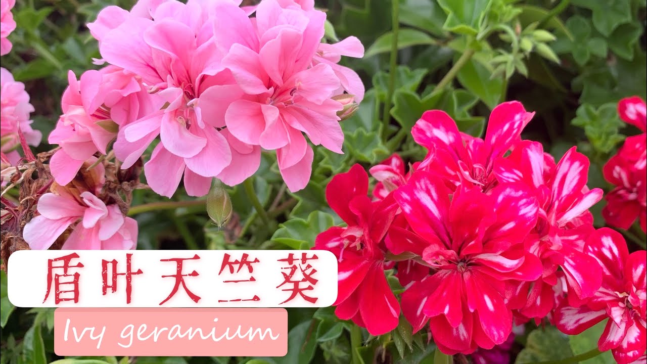 植物小介绍 盾叶天竺葵ivy Geranium 学名 Pelargonium Peltatum 又叫藤本天竺葵 常春藤叶天竺葵 Youtube