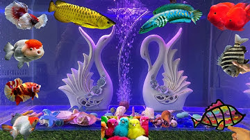 Tổng Hợp Video Động Vật Đầy Màu Sắc,Hoa,Cây,Cá Da Trơn,Cá Koi,Cá Cắt Kéo,Cá Cánh Buồm,Cá Lóc Bông