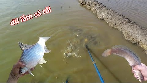 Rút nước xạ lúa chích trúng mánh nóng lạnh cá đủ loại | kích cá miền tây 