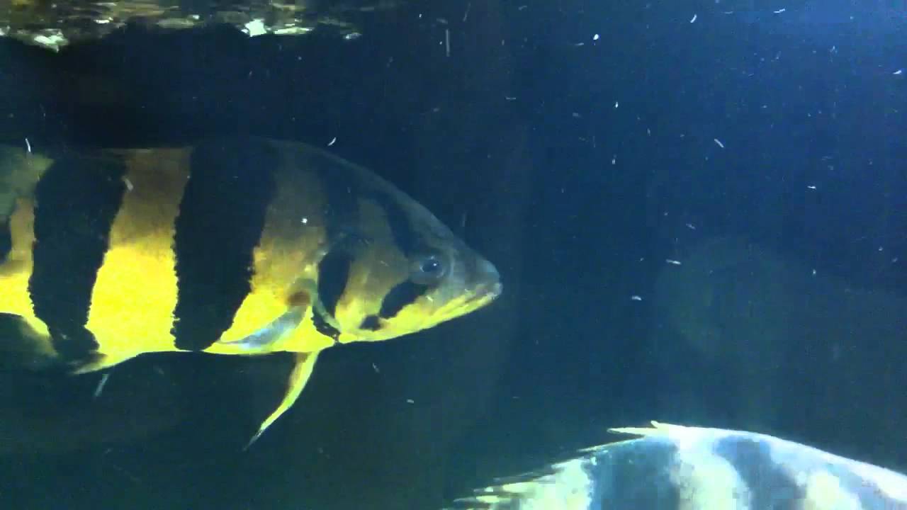 ST Datnoid hand fed - YouTube