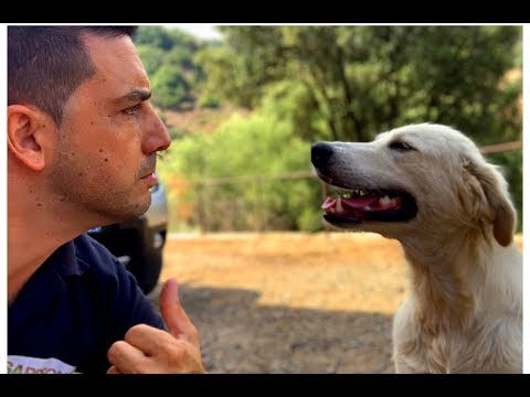 Triste viaggio nel Canile di Cagliari tra gli angeli custodi dei cani