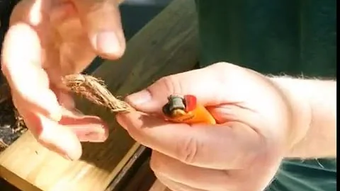 Tulip Poplar Bark 8 Ways To Fire It Up