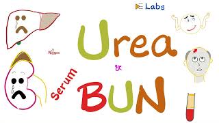 Famous Serum Blood Urea Nitrogen (BUN) & Serum Urea - Kidney Function Tests Net Worth