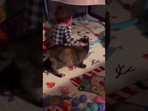 Кот пришёл на плачь ребёнка #shortsvideo #shorts #short #shortvideo
