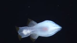 ملاك البحر دب البندا نوع من أنواع الرخويات الكبيرة الحجم