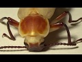 Чудо Рождения Гигантского Мучного Хруща Zophobas morio (Tenebrionidae)