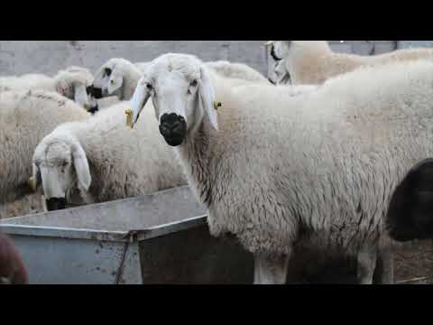 Akkaraman Koyunu Genel Özellikleri | İç Anadolu Bölgesi Hayvancılık