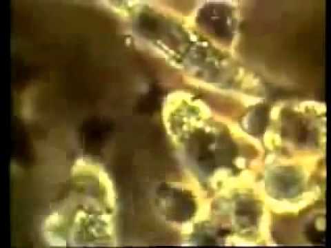 Иммунитет под микроскопом