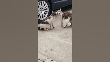 Thumbnail of Angry Cats Screaming on the Street - Cat Fight Compilation 🐾