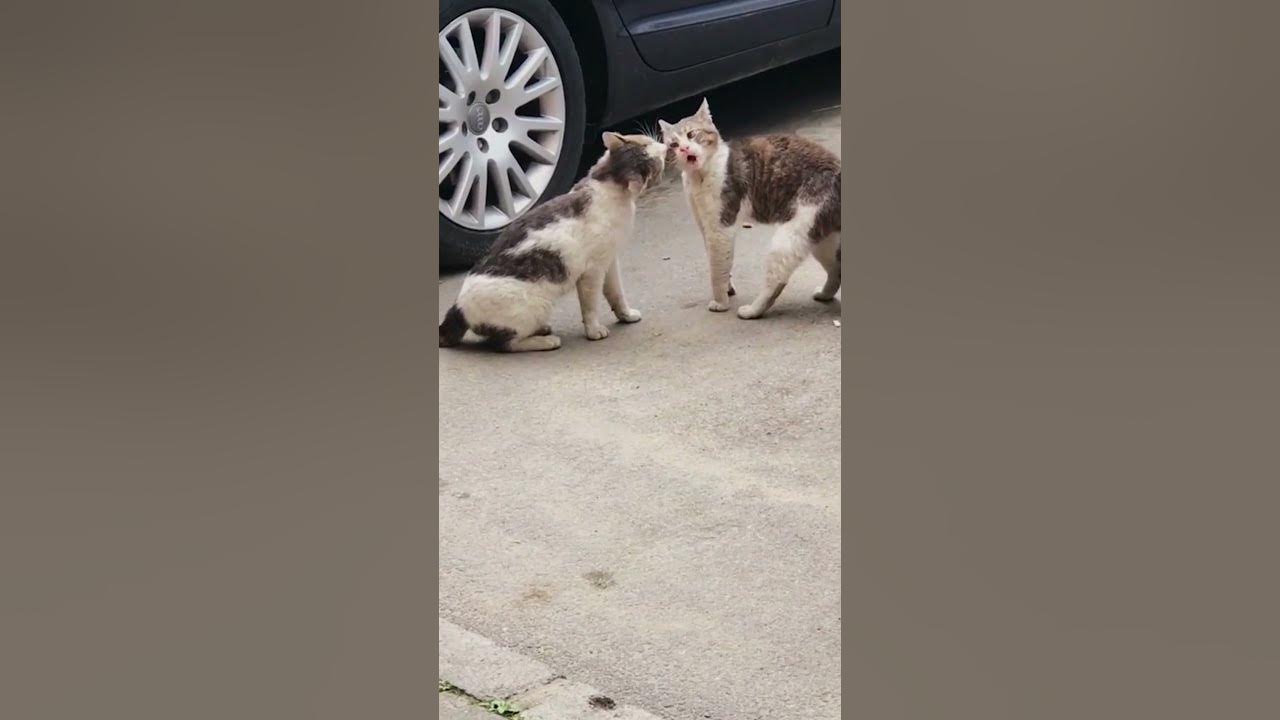 Angry Cats Screaming on the Street - Cat Fight Compilation 🐾