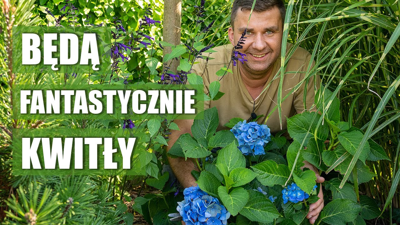 Hortensje ogrodowe. Zabiegi które warto wykonać 