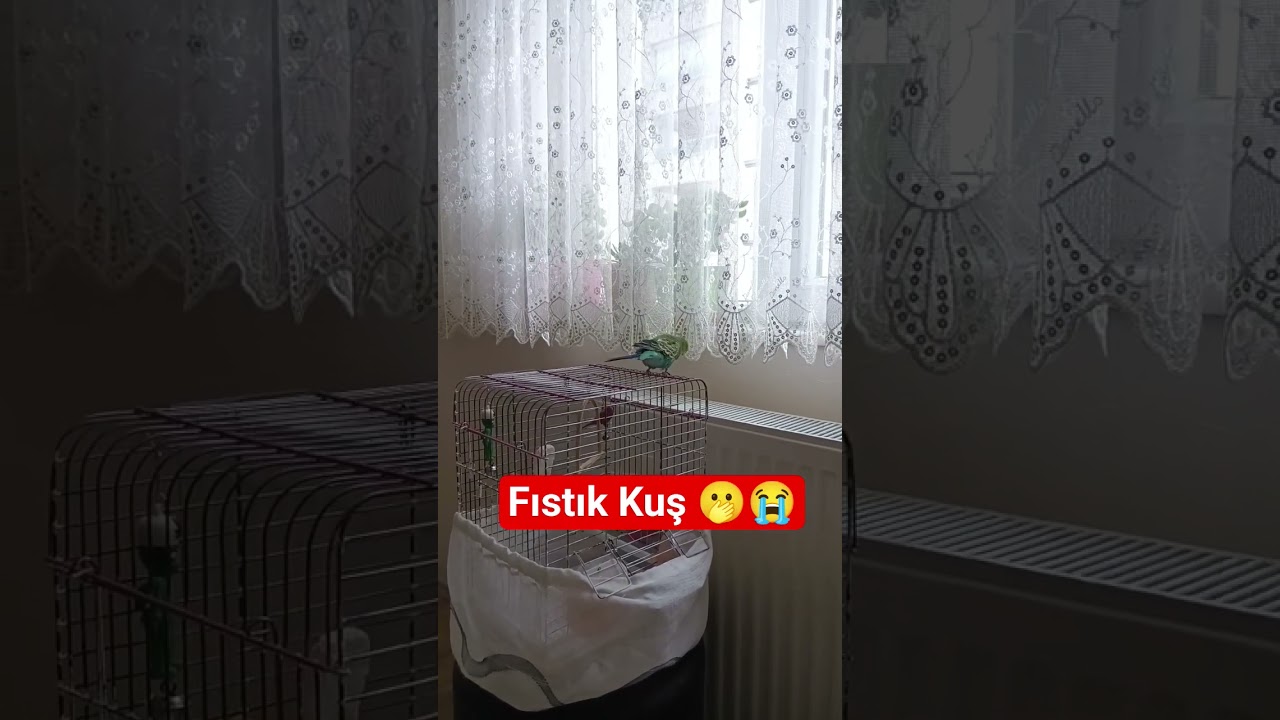Fıstık Dans #birds #talkingparot #parrot #budgies #birdsong #cute #konuşankuş #parakeet #funny