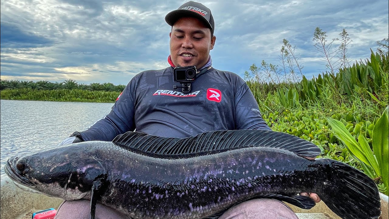 57|BUJANG TORPEDO🚀 | RENTAKA CAPTURE DI ASAK 