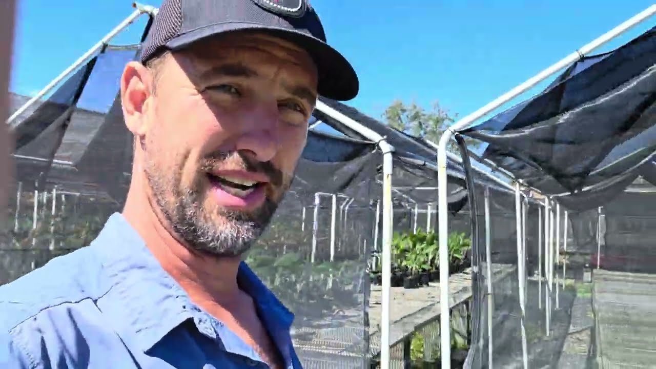 Преимущества теплиц с навесами (по сравнению с обычными теплицами)