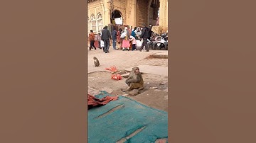 Notorious monkeys 🐒 of Vrindavan