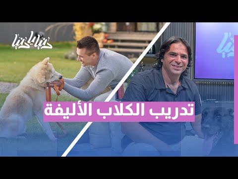 هل كلبك عنيد أو كثير النباح إليك أسرار تدريب الكلاب الأليفة بسهولة وبدون صراخ