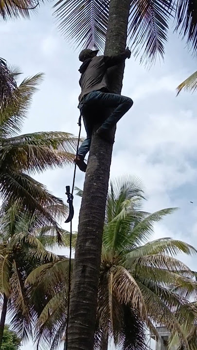 Tonton video mereka memanjat pohon kelapa 👉😱 #viralvideo #highlights #jungletemple #viralvide
