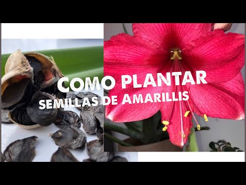Vídeo: Propagació de Daylilies a partir de llavors - Apreneu a plantar Daylilies