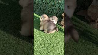 Cute Puppy Dog (p52) #pets #puppy #animals #funny #shorts