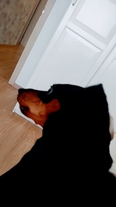 молодой чебурек - YouTube