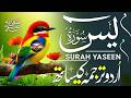 Surah Yasin with Urdu Translation | Most Beautiful &amp; Heart Touching Recitation | Mansoor Ghaznavi