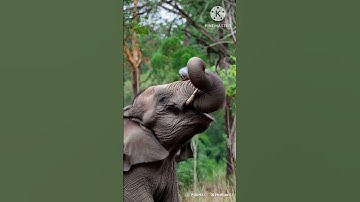 😱 python stuck in elephant