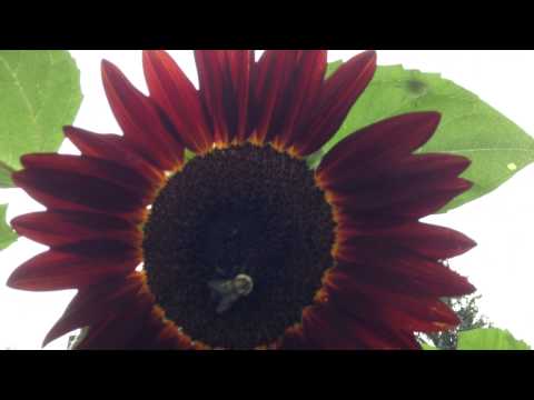 Βίντεο: Teddy Bear Sunflower Πληροφορίες: Μάθετε πώς να καλλιεργείτε ένα αρκουδάκι ηλίανθου