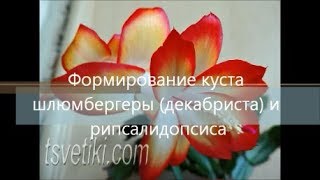 видео: Формирование куста шлюмбергеры (декабриста) и рипсалидопсиса картинка: Формирование куста шлюмбергеры (декабриста) и рипсалидопсиса