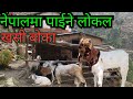 नेपालमा पाईने अर्गानिक खसी बोकाहरु हेर्नुस् 