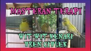 Masteran Terapi Pleci Nembak Wit Wit Kenari Bren Ciblek. Cocok Buat Masteran.
