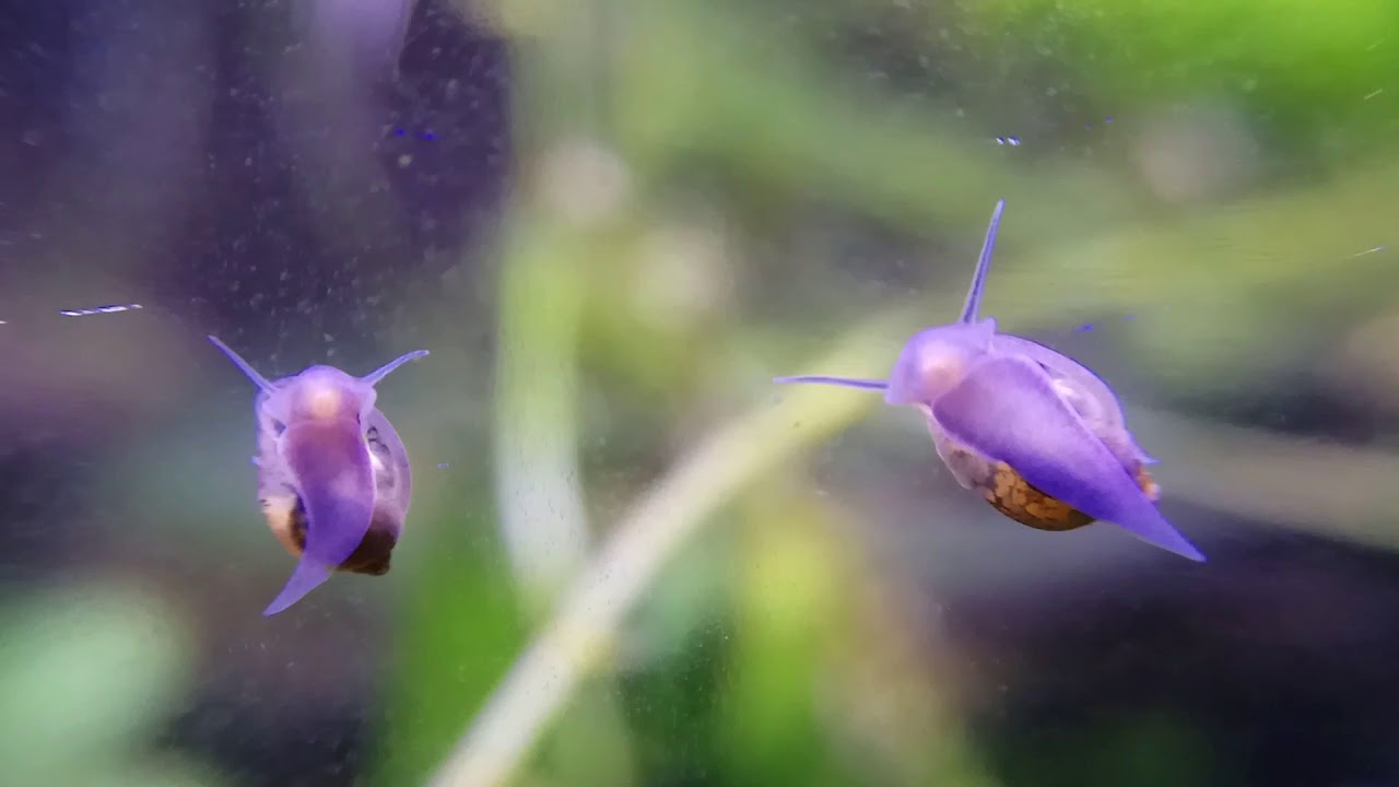Caracoles En El Acuario Son Buenos O Malos Fanmascotas