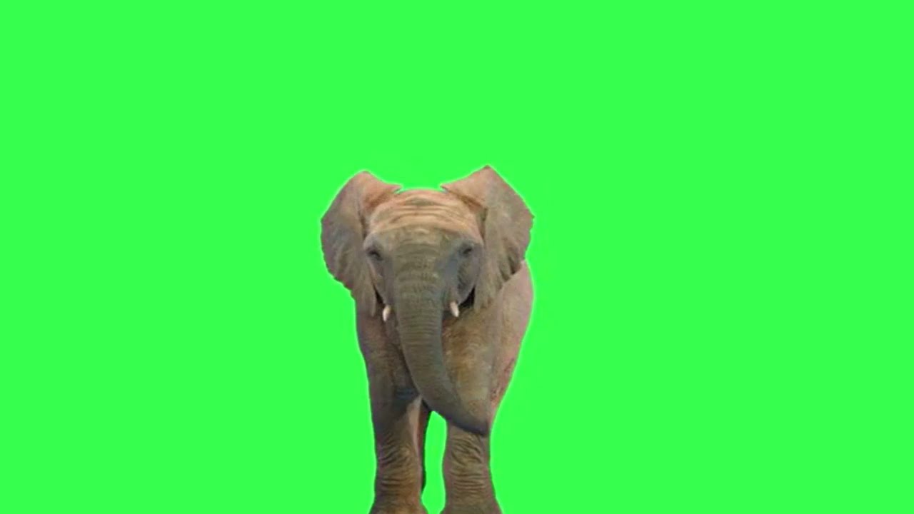 FREE GREEN SCREEN ELEPHANT WALKING 4K :GREEN SCREEN MASTER - YouTube