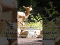 Gazelle Spirit Animal
