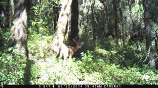 Blacktail Deer Walking Through The Woods. Santa Cruz Mountains
