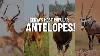 10 Most Popular Antelope Species in Kenya  Travel Video