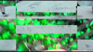 Herstaminea
