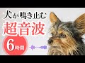 犬が鳴き止む超音波(6時間)。愛犬のしつけ、無駄吠え防止に
