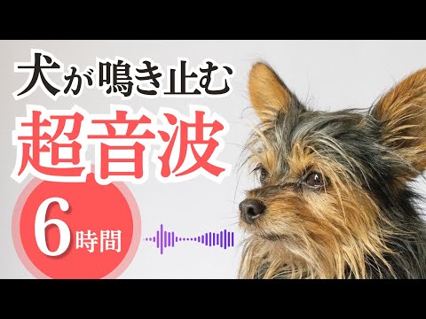 愛犬の平静サポート商品の選び方、よくある3つの間違いと正しい使い方