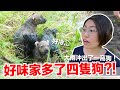 【好味小姐】多了四隻狗！？連日大雨衝出４隻小落湯狗｜好味貓日常EP105