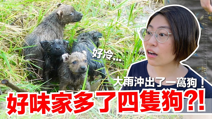 【好味小姐】多了四隻狗！？連日大雨衝出４隻小落湯狗｜好味貓日常EP105